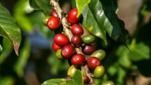 La Graine de Café : La graine de café est en réalité la graine à l'intérieur du fruit du caféier. Les fruits du caféier sont appelés "cerises de café" en raison de leur forme et de leur couleur. Chaque cerise de café contient deux graines, qui sont les grains de café que nous connaissons.